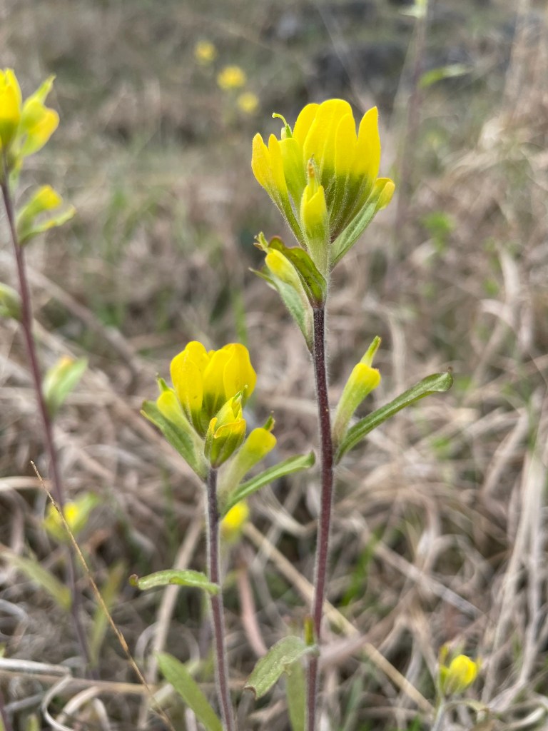 An upright, tall plant with small yellow buds clustered at the top and occasional leaves down the stem.