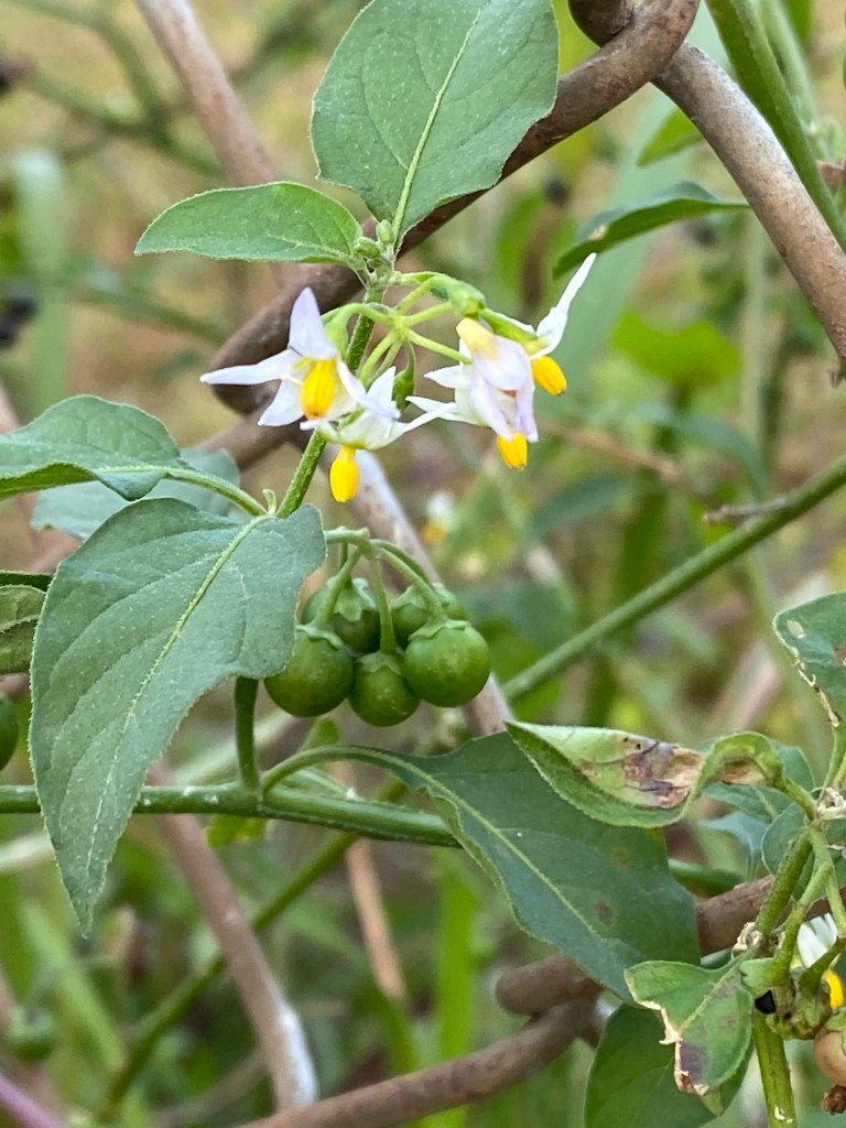 A cluster of white flowers with yellow pollen in the center, with a group of unripe berries below them and leaves surrounding them.