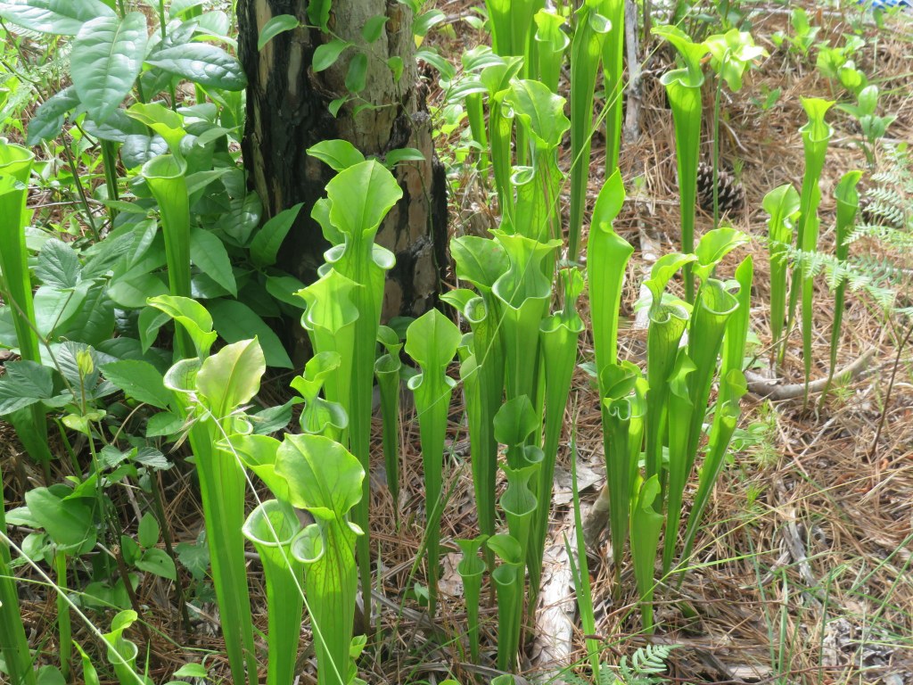 A group of pitcher plants at the base of a tree, each standing several inches high and conical in shape, with a large open mouth and a leaf shaped somewhat like a funnel at the top of the mouth.