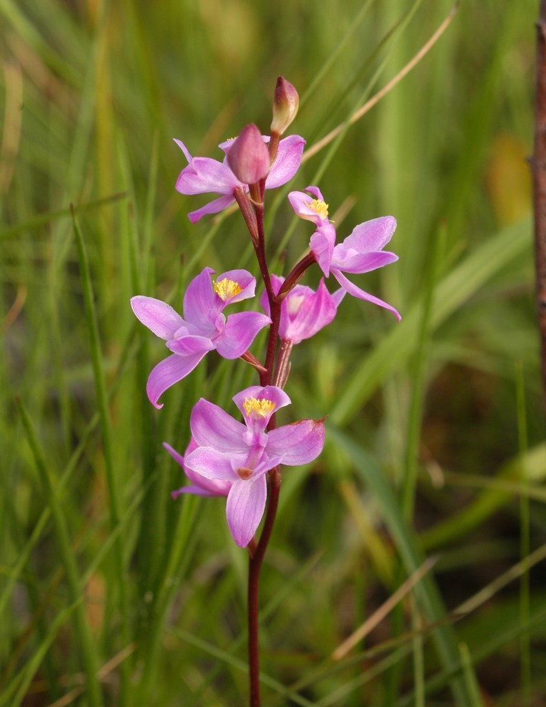 A single stem with five pink flowers, shaped like classic orchids, plus two additional buds, against a background of tall grasses.