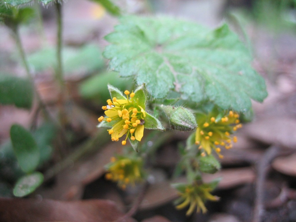 A close-up on a few young blossoms, full of pollen but not yet developing the fruit, with leaves behind.