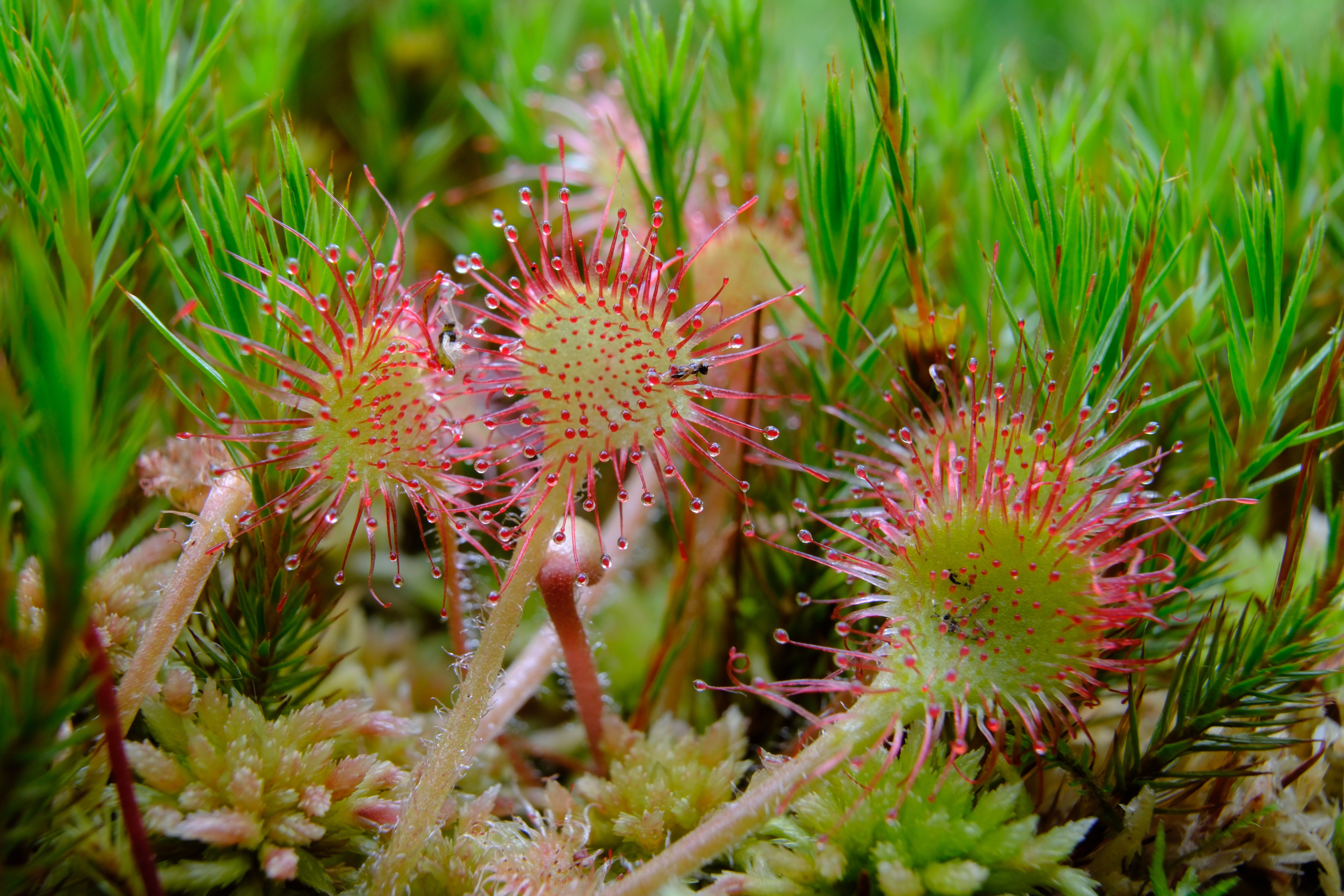 A close-up of a sundew plant, which has several circular leaves on narrow stems. The leaves have spikes coming out in all directions, with the "dew" glistening on them.