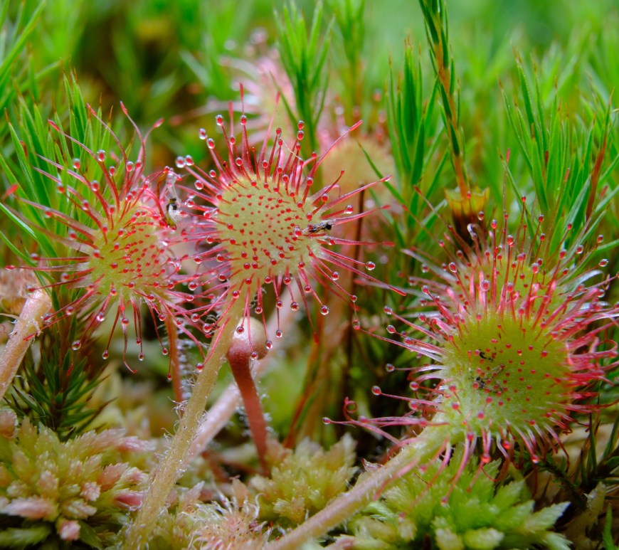 A close-up of a sundew plant, which has several circular leaves on narrow stems. The leaves have spikes coming out in all directions, with the "dew" glistening on them.