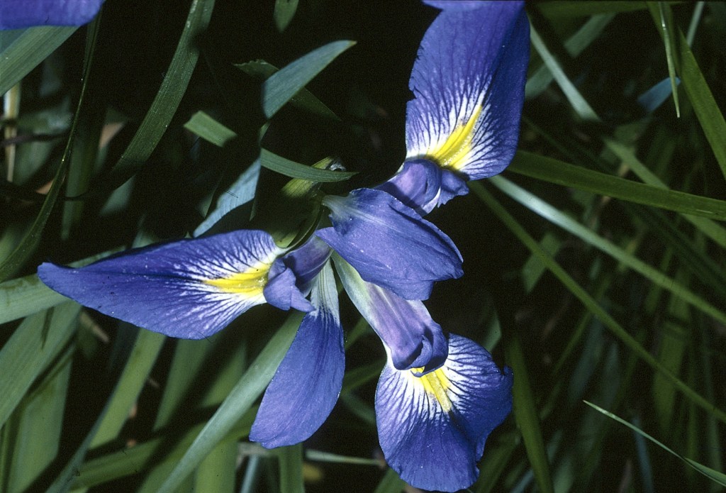 A closeup of an iris, with blue-purple petals and a yellow and white center, surrounded by blades of grass.