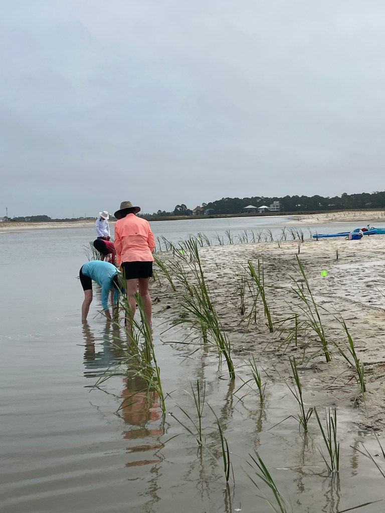 Four people stand in the water at the edge of a curved sand mound, planting tall grasses in evenly spaced rows.