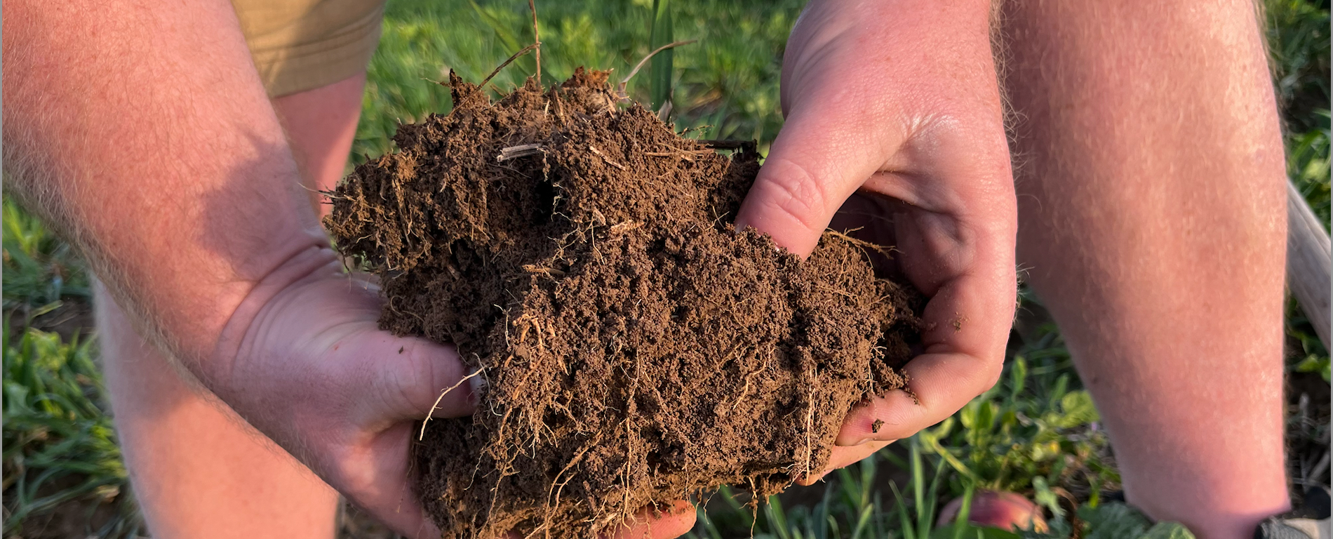 A closeup shot of two hands holding a clump of dirt with plant roots in it. The person is leaning over close to the ground to hold the dirt, and rows of crops are visible behind them.