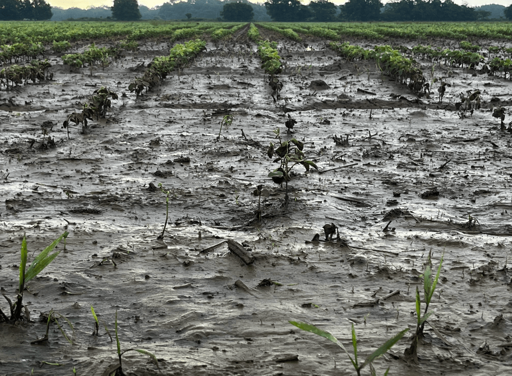 Bare soil with a few stray plants in it is in the foreground, while in the background crop rows are visible. Rain has completely soaked the ground, turning it into a thick mud. Some signs of washout are visible.