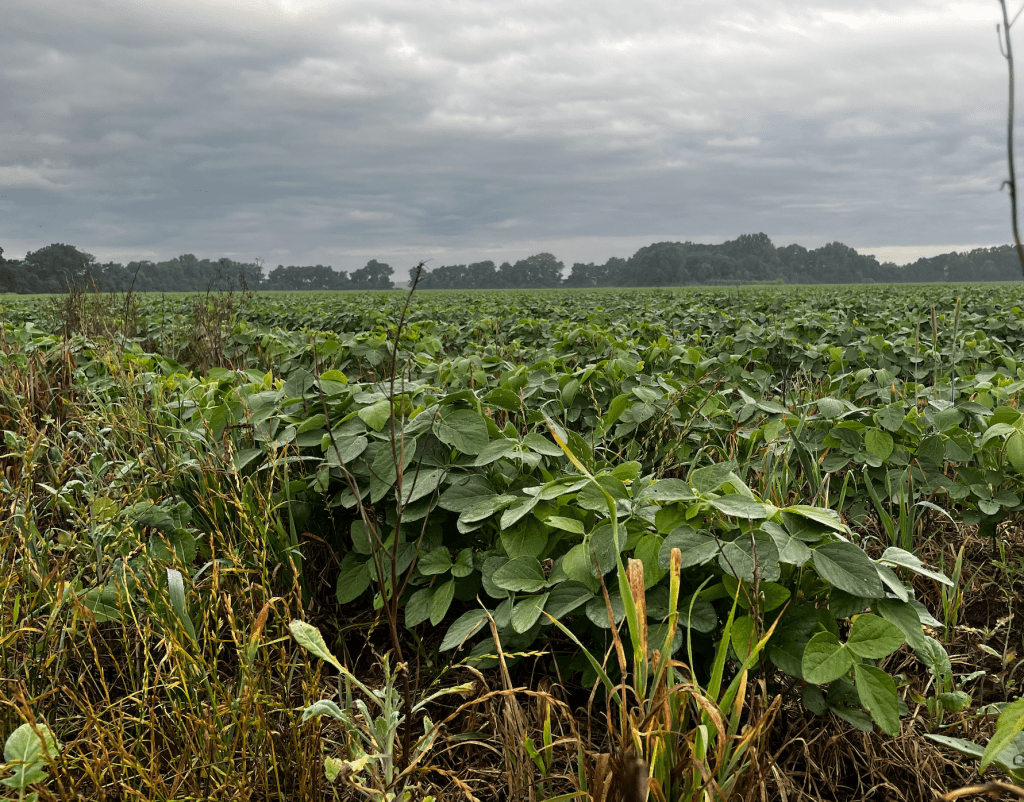 Rows of cover crops extend to the horizon, with a small buffer of tall grasses visible in the foreground.