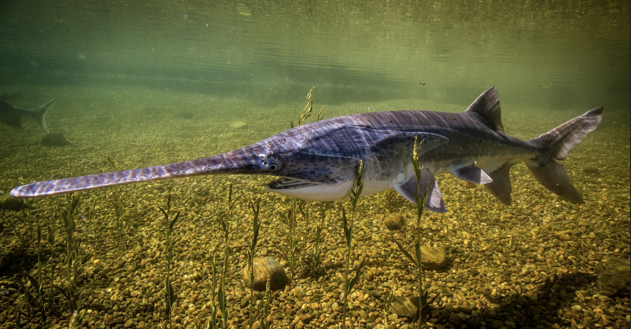A paddlefish swims above a rocky riverbed, side-on to the camera.