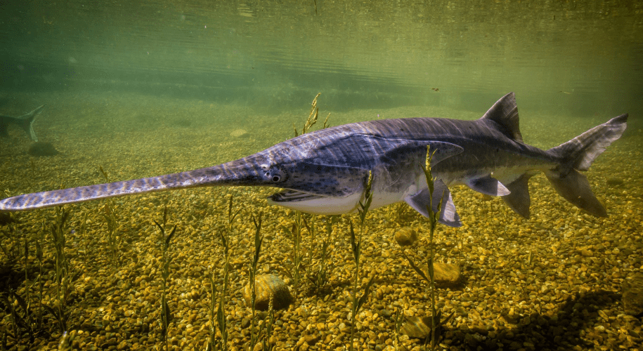 A paddlefish swims above a rocky riverbed, side-on to the camera.