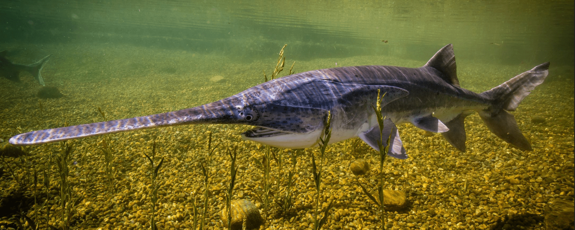 A paddlefish swims above a rocky riverbed, side-on to the camera.